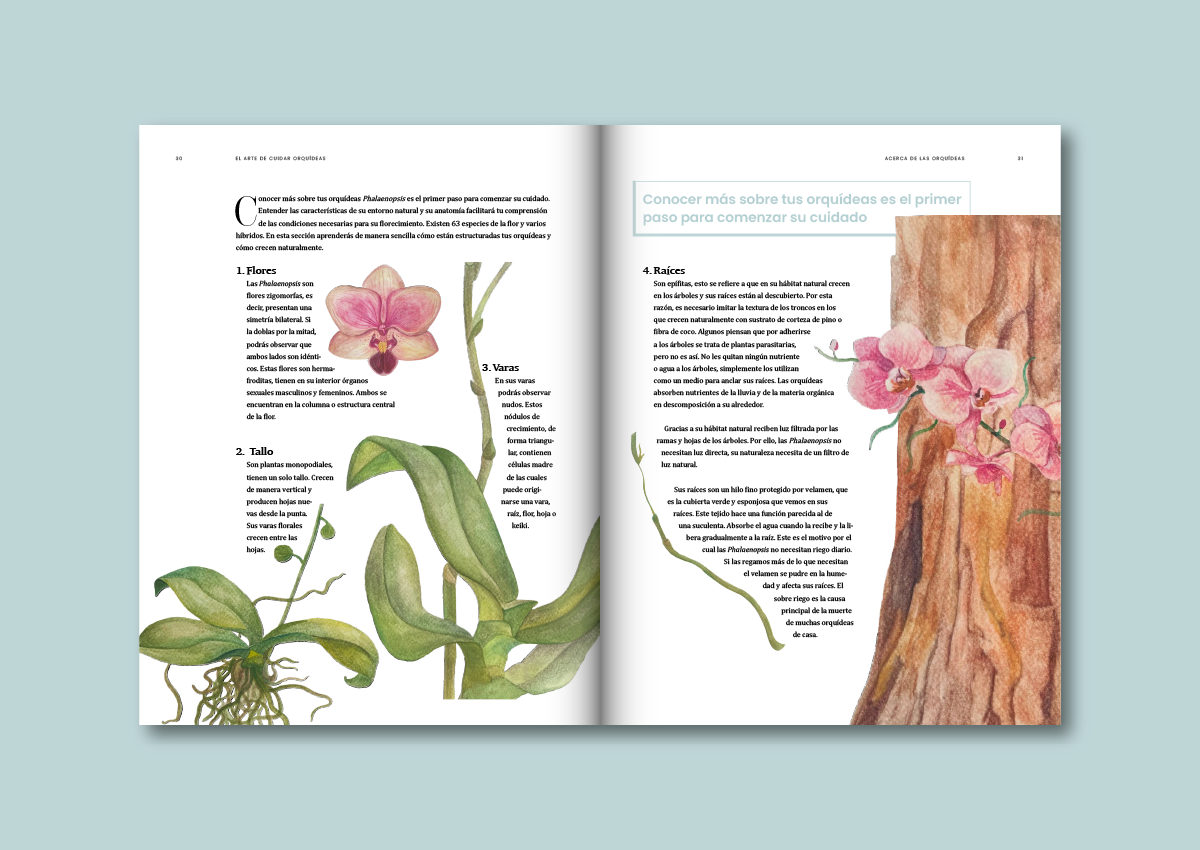 El Arte de Cuidar Orquídeas 3